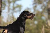 JAGDTERRIER ALLEMAND 055